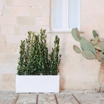 Pot jardinière en résine rectangulaire 40X100 plusieurs couleurs mod. Matera